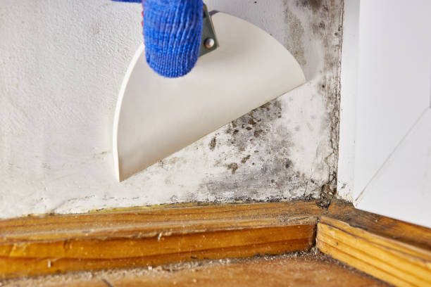 Reliable Norwalk, CA Mold Removal Solutions